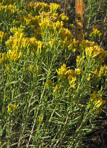 Green Rabbitbrush (Chrysothamnus vicidiflorus)